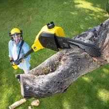 Best Tree Disease Treatment  in Brooklyn Heights, OH